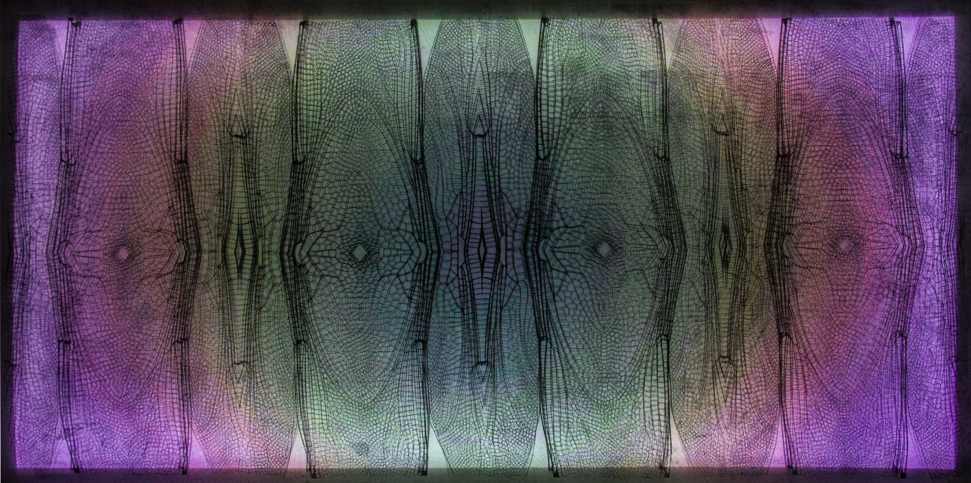 Libellulidae Pantala — dragonfly wing study
